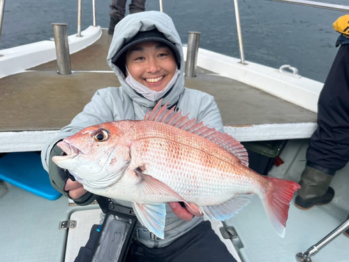 マダイの釣果