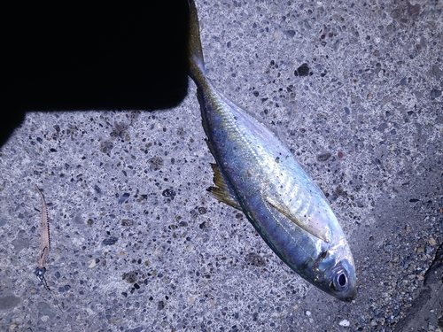 マアジの釣果