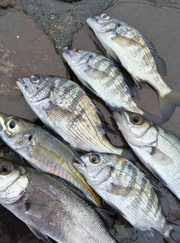 クロダイの釣果