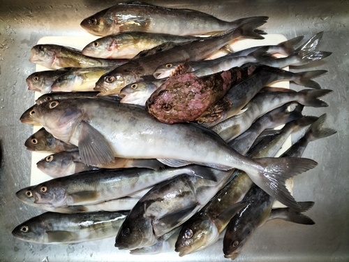 ホッケの釣果