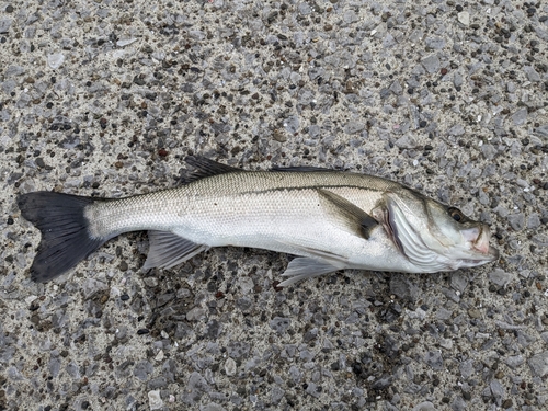 フッコ（ヒラスズキ）の釣果