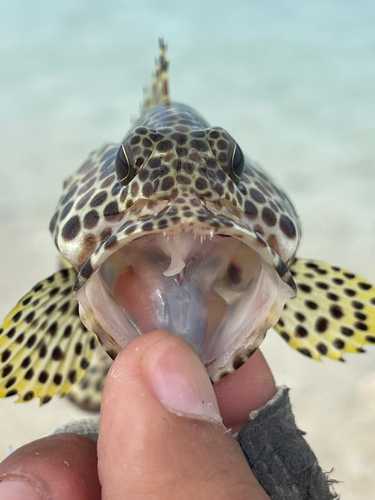 カンモンハタの釣果