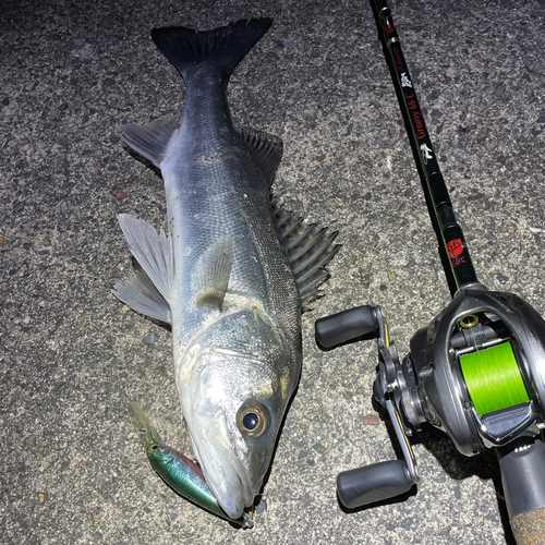 スズキの釣果