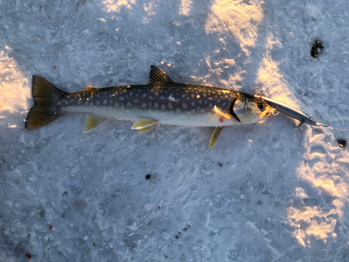 アメマスの釣果