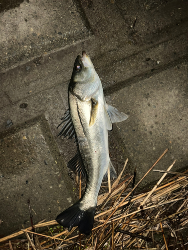 フッコ（マルスズキ）の釣果