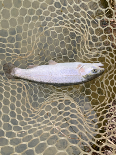 トラウトの釣果