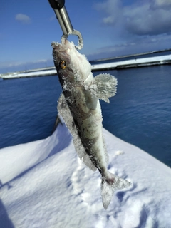 ホッケの釣果