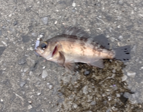 メバルの釣果