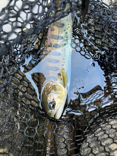 アマゴの釣果