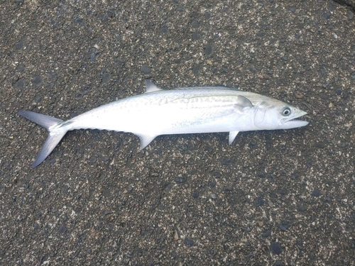 サゴシの釣果