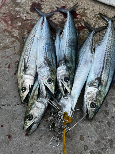 サゴシの釣果