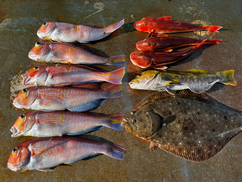 アマダイの釣果