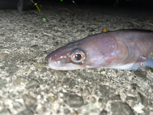 クロアナゴの釣果