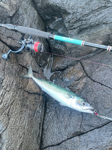 サバの釣果