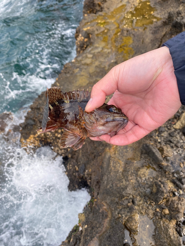 アラカブの釣果