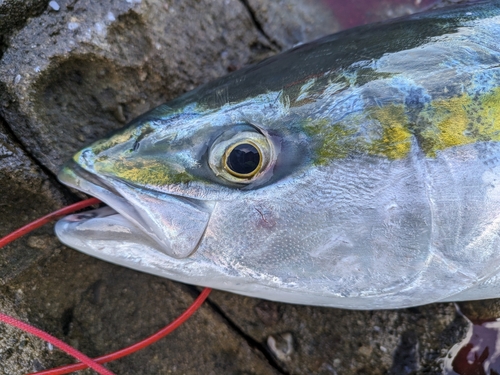 ヤズの釣果