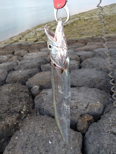 タチウオの釣果