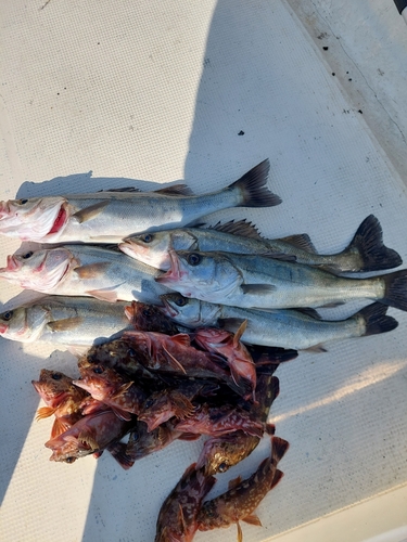 シーバスの釣果