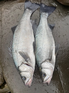 ヒラスズキの釣果