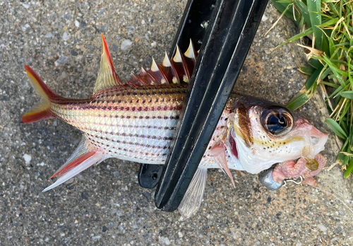 ウケグチイットウダイの釣果