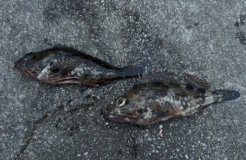 カサゴの釣果