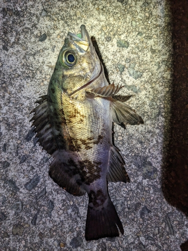 クロメバルの釣果