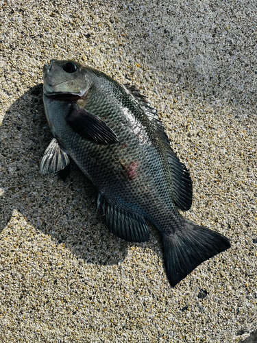 メジナの釣果