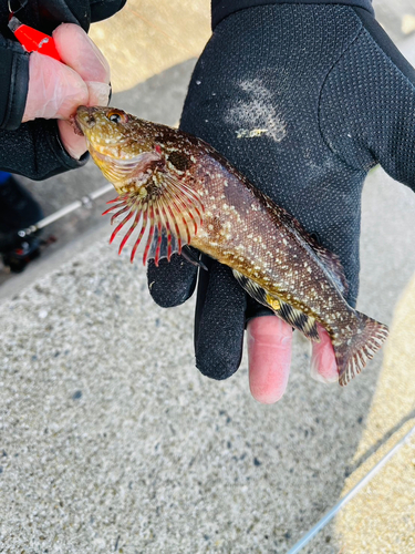 アイナメの釣果