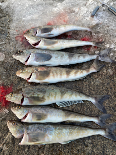 ホッケの釣果