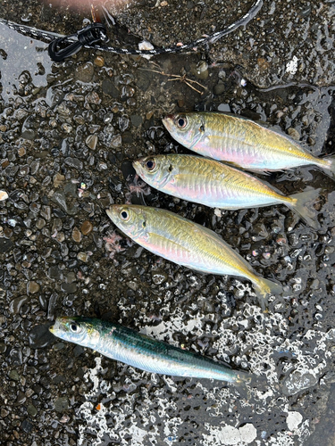 アジの釣果