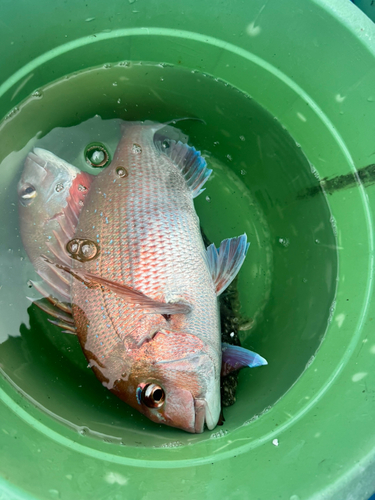 マダイの釣果