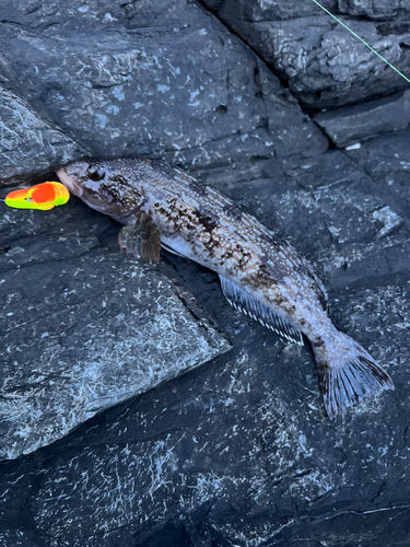 アイナメの釣果