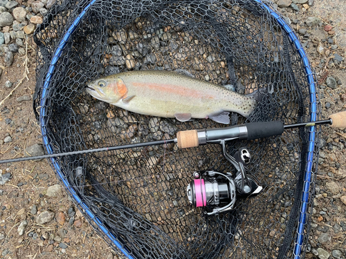 ニジマスの釣果