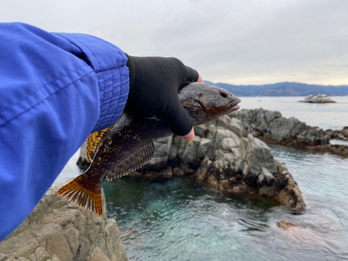 アイナメの釣果