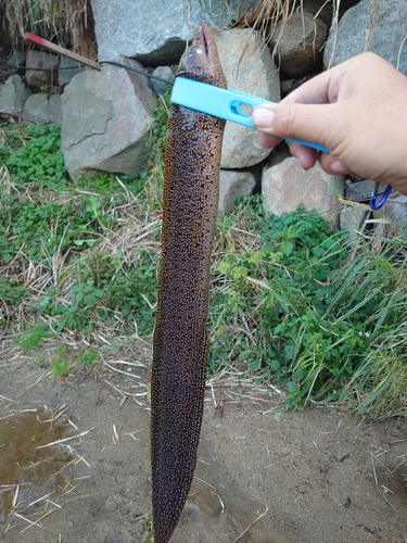 ウツボの釣果