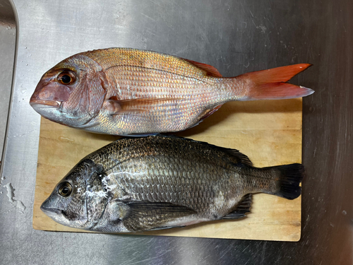 マダイの釣果