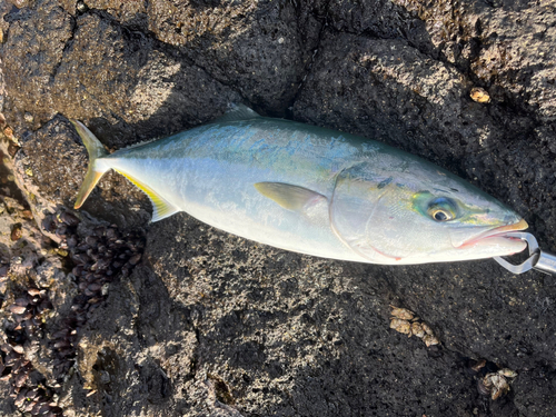 ワラサの釣果