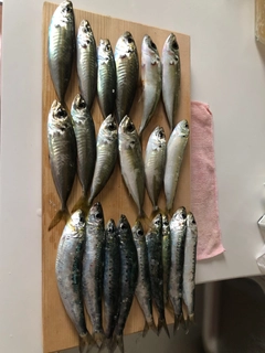 イワシの釣果