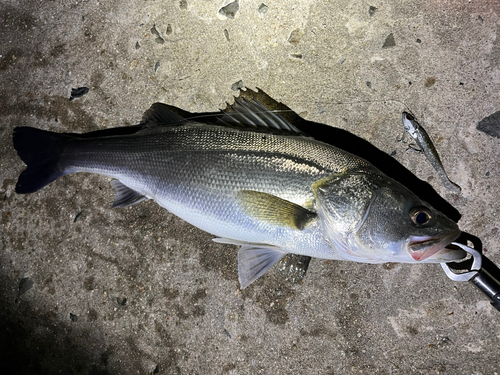 スズキの釣果