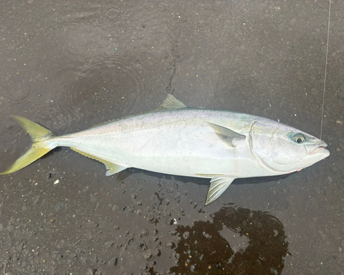 ヤズの釣果