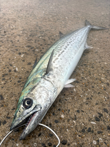 サゴシの釣果