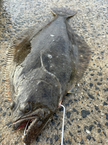 ヒラメの釣果