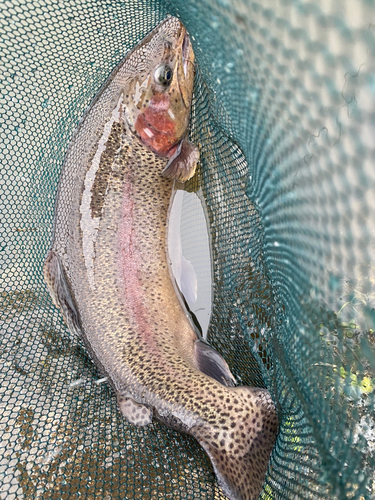 ニジマスの釣果