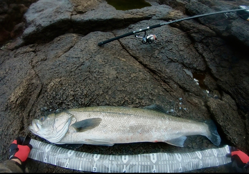 マルスズキの釣果