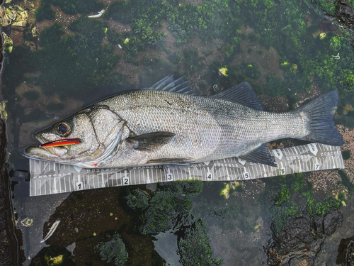 ヒラスズキの釣果