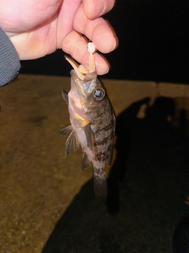 メバルの釣果