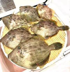 カワハギの釣果