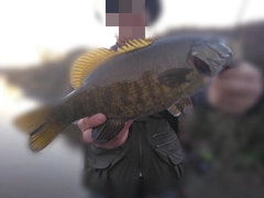スモールマウスバスの釣果