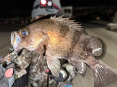 メバルの釣果