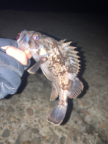 クロソイの釣果